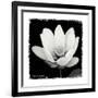 Lotus Flower I-Debra Van Swearingen-Framed Art Print