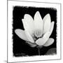 Lotus Flower I-Debra Van Swearingen-Mounted Art Print