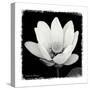 Lotus Flower I-Debra Van Swearingen-Stretched Canvas