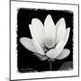 Lotus Flower I-Debra Van Swearingen-Mounted Art Print