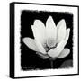 Lotus Flower I-Debra Van Swearingen-Framed Stretched Canvas