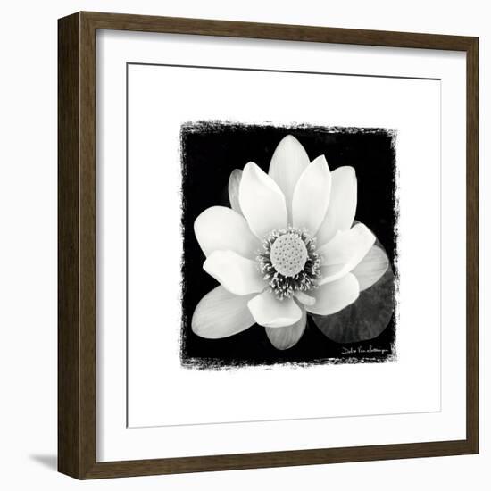 Lotus Flower II-Debra Van Swearingen-Framed Art Print