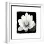 Lotus Flower II-Debra Van Swearingen-Framed Art Print