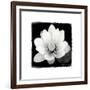 Lotus Flower II-Debra Van Swearingen-Framed Premium Giclee Print