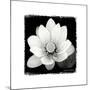 Lotus Flower II-Debra Van Swearingen-Mounted Premium Giclee Print