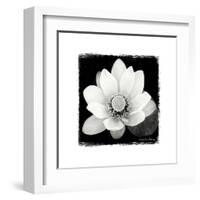 Lotus Flower II-Debra Van Swearingen-Framed Art Print