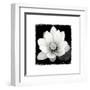 Lotus Flower II-Debra Van Swearingen-Framed Art Print