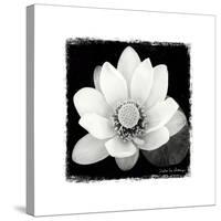 Lotus Flower II-Debra Van Swearingen-Stretched Canvas