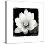 Lotus Flower II-Debra Van Swearingen-Stretched Canvas