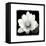 Lotus Flower II-Debra Van Swearingen-Framed Stretched Canvas