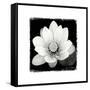 Lotus Flower II-Debra Van Swearingen-Framed Stretched Canvas