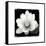 Lotus Flower II-Debra Van Swearingen-Framed Stretched Canvas