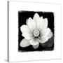 Lotus Flower II-Debra Van Swearingen-Stretched Canvas