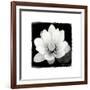 Lotus Flower II-Debra Van Swearingen-Framed Art Print