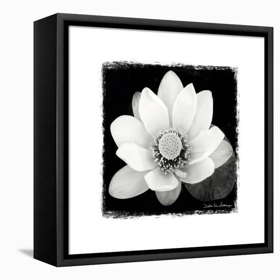 Lotus Flower II-Debra Van Swearingen-Framed Stretched Canvas