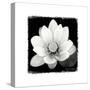Lotus Flower II-Debra Van Swearingen-Stretched Canvas