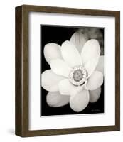 Lotus Flower III-Debra Van Swearingen-Framed Photo