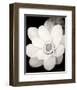 Lotus Flower III-Debra Van Swearingen-Framed Photo