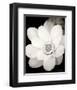 Lotus Flower III-Debra Van Swearingen-Framed Photo