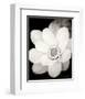 Lotus Flower III-Debra Van Swearingen-Framed Photo