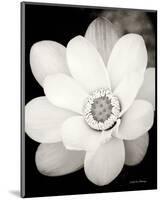 Lotus Flower III-Debra Van Swearingen-Mounted Photo