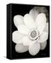 Lotus Flower III-Debra Van Swearingen-Framed Stretched Canvas