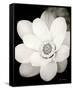 Lotus Flower III-Debra Van Swearingen-Framed Stretched Canvas