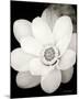 Lotus Flower III-Debra Van Swearingen-Mounted Photo