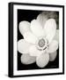 Lotus Flower III-Debra Van Swearingen-Framed Photo