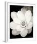 Lotus Flower III-Debra Van Swearingen-Framed Photo