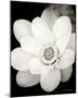 Lotus Flower III-Debra Van Swearingen-Mounted Photo