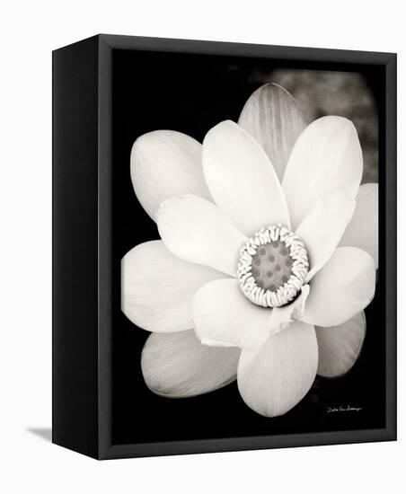 Lotus Flower III-Debra Van Swearingen-Framed Stretched Canvas