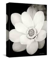 Lotus Flower III-Debra Van Swearingen-Stretched Canvas