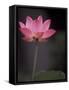 Lotus Flower in Bloom, Cambodia-Russell Young-Framed Stretched Canvas