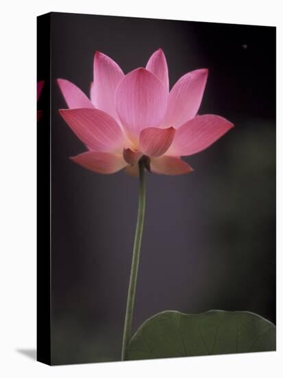 Lotus Flower in Bloom, Cambodia-Russell Young-Stretched Canvas