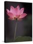 Lotus Flower in Bloom, Cambodia-Russell Young-Stretched Canvas