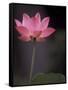Lotus Flower in Bloom, Cambodia-Russell Young-Framed Stretched Canvas
