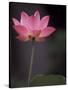 Lotus Flower in Bloom, Cambodia-Russell Young-Stretched Canvas