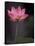 Lotus Flower in Bloom, Cambodia-Russell Young-Framed Stretched Canvas