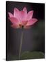 Lotus Flower in Bloom, Cambodia-Russell Young-Stretched Canvas