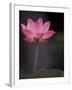 Lotus Flower in Bloom, Cambodia-Russell Young-Framed Premium Photographic Print