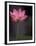 Lotus Flower in Bloom, Cambodia-Russell Young-Framed Premium Photographic Print