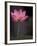 Lotus Flower in Bloom, Cambodia-Russell Young-Framed Premium Photographic Print