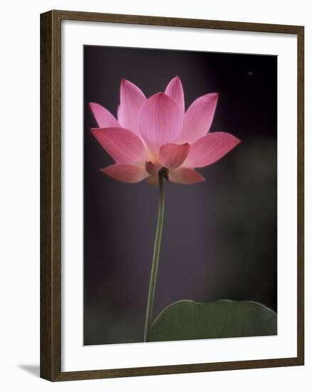 Lotus Flower in Bloom, Cambodia-Russell Young-Framed Premium Photographic Print