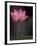 Lotus Flower in Bloom, Cambodia-Russell Young-Framed Premium Photographic Print