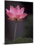 Lotus Flower in Bloom, Cambodia-Russell Young-Mounted Premium Photographic Print