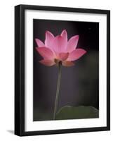 Lotus Flower in Bloom, Cambodia-Russell Young-Framed Photographic Print