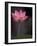 Lotus Flower in Bloom, Cambodia-Russell Young-Framed Photographic Print