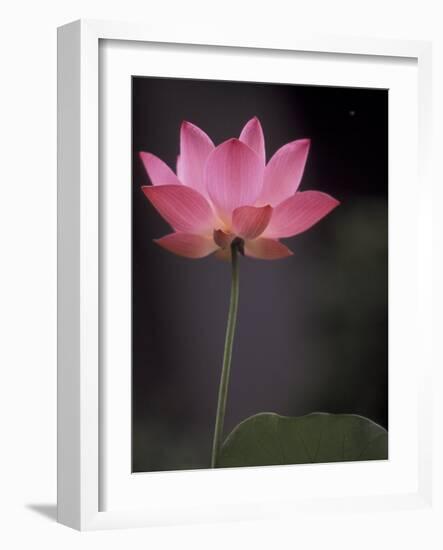 Lotus Flower in Bloom, Cambodia-Russell Young-Framed Photographic Print