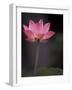 Lotus Flower in Bloom, Cambodia-Russell Young-Framed Photographic Print